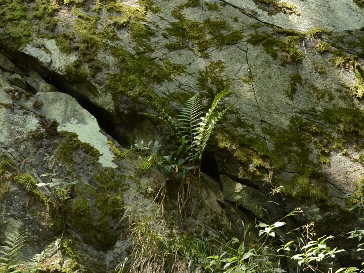 Polypodium vulgare